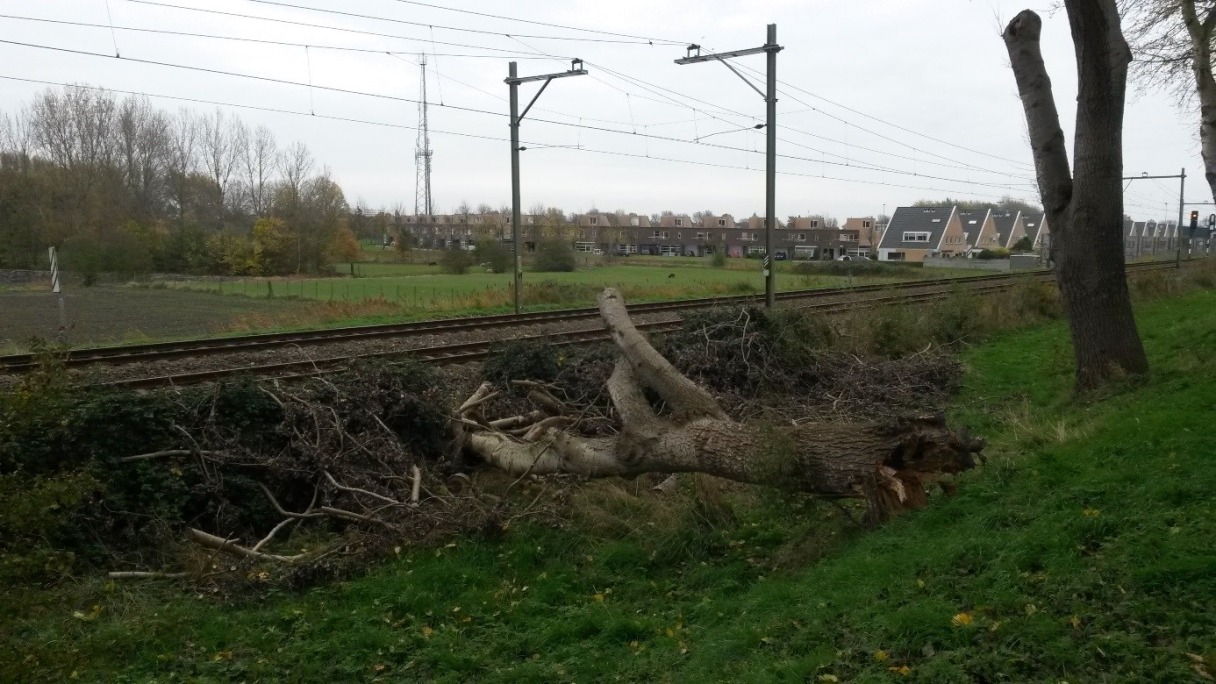 Omgevallen boom Vogeldijk