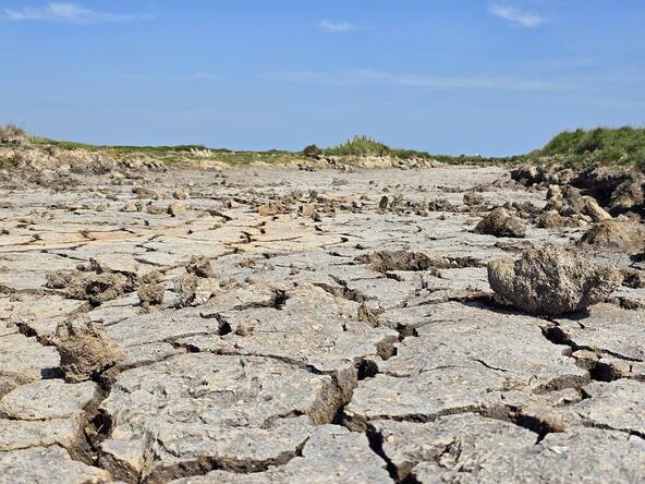 Verdroogde grond in de Yerseke Moer (17-6-25)