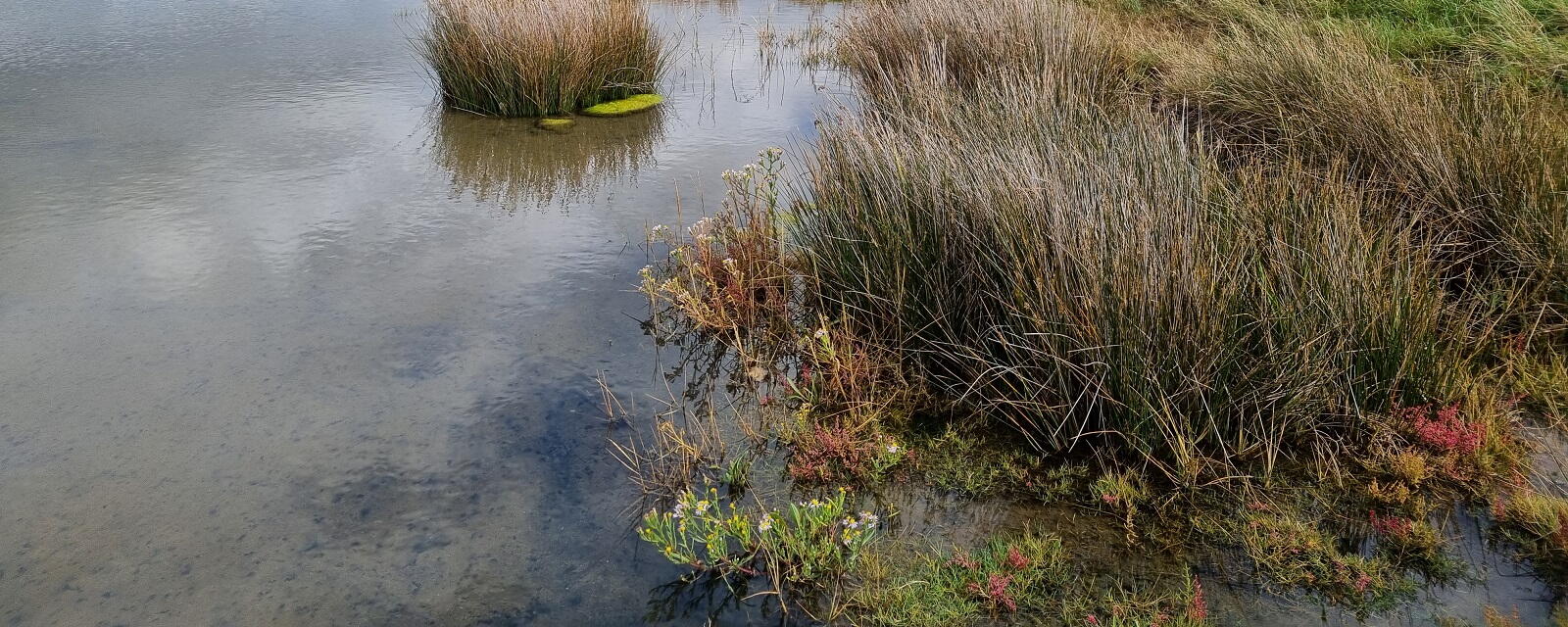 De natuur bij de Middelplaten Veerse Meer.