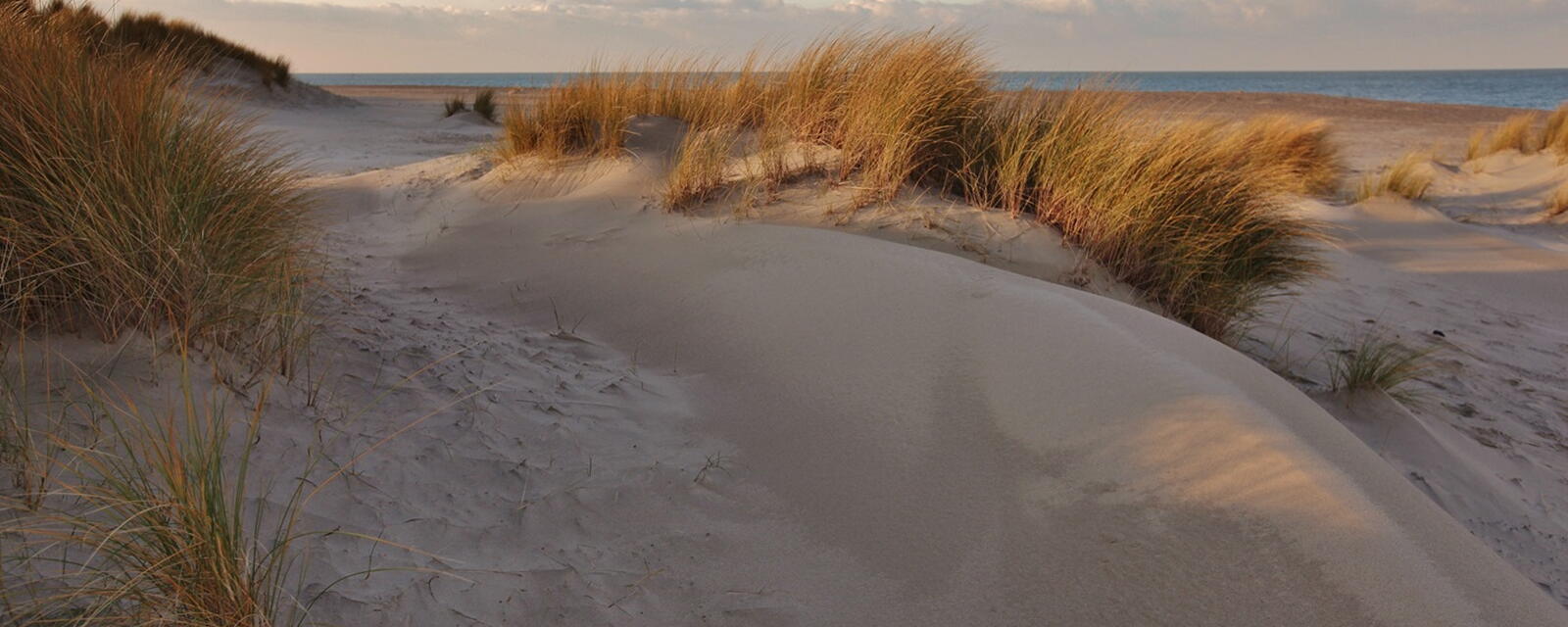 Zeeuwse duinen