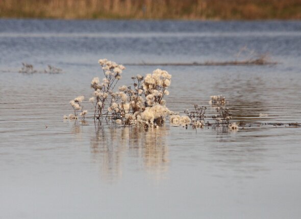 Planten Waterdunen