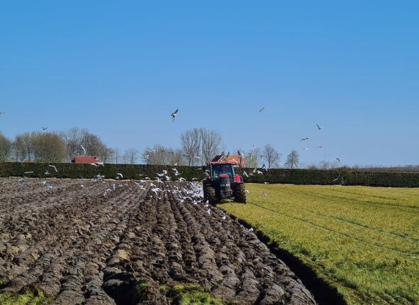 Een agrariër op de trekker is de grond op zijn land aan het omploegen, wat veel meeuwen aantrekt