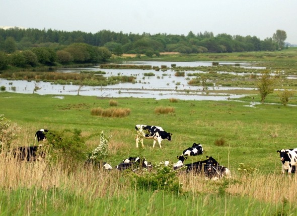 Koeien grazen in natuurgebied Rammegors bij de Philipsdam op het Eiland Tholen
