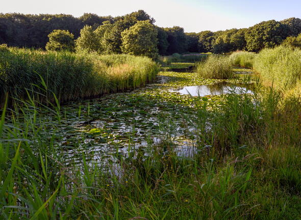 Water vol waterlelies in natuurgebied de Manteling