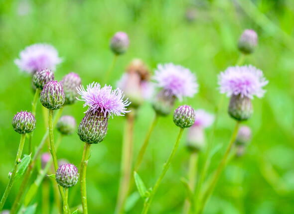 Bloeiende akkerdistel