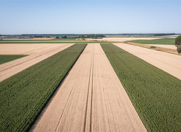 Veld dat wordt gebruikt voor landbouw