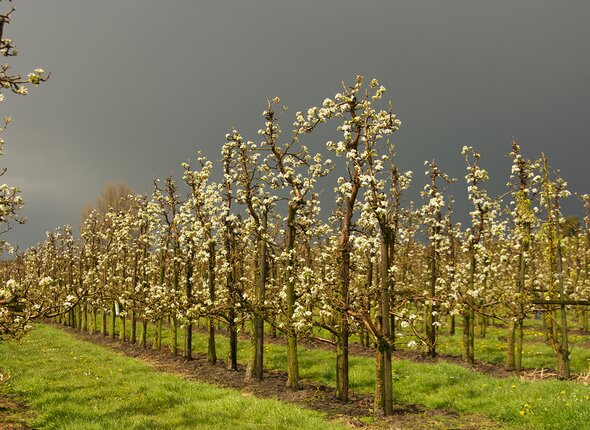Boomgaard in bloesem onder dreigende lucht