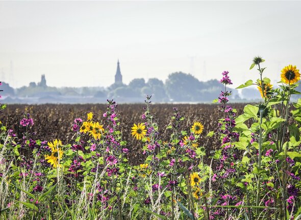 Bloemranden langs een akkerbouwperceel