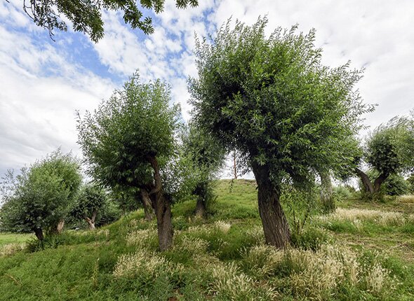 Knotwilgen op een dijk