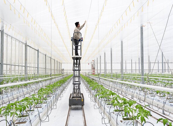 Tomatenkweker aan het werk in een kassencomplex in Westdorp