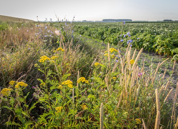 Een bloemenstrook naast gewassen van een boer