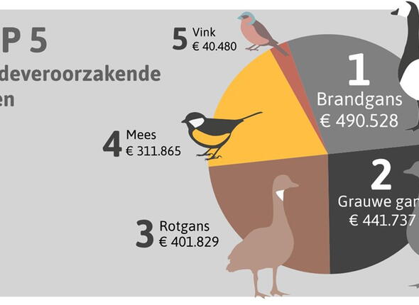 Top 5 schadeveroorzakende dieren: 1. Brandgans (490.528 euro), 2. Grauwe gans (441.737 euro), 3. Rotgans (401.829 euro), 4. Mees (311.865 euro) en 5. Vink (40.480 euro)