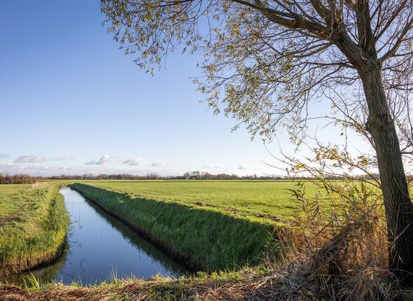 Een Zeeuws weiland met op de voorgrond een boom