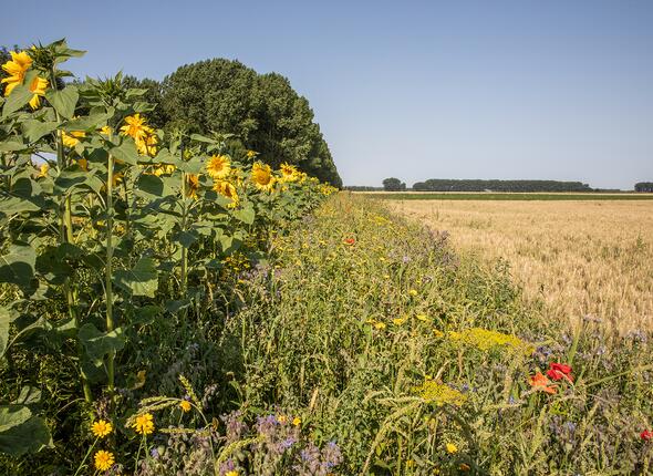 Bloemranden