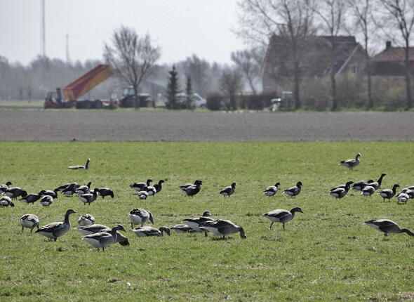 Ganzen op grasland