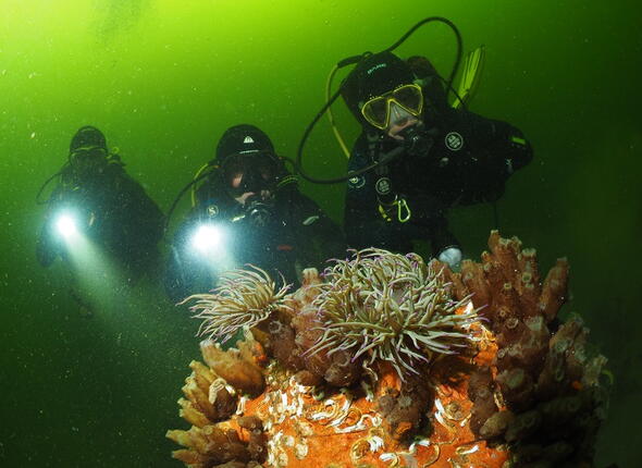 Duikers onder water in het Veerse Meer.