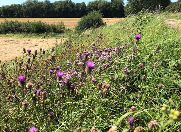 Berm met bloeiende distels
