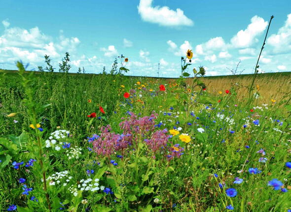 Bloemenranden langs een akkerrand