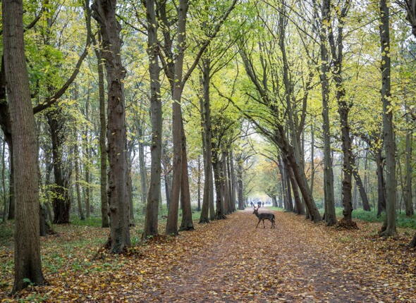 Overstekend wild Natuur en Landschap