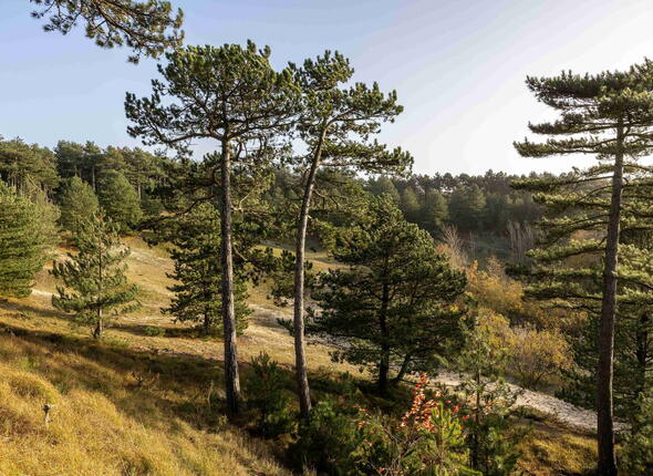 Walcheren - Oranjezon duinen