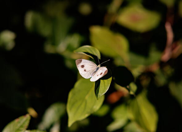 Een vlinder in het Tiny Forest van Koudekerke.
