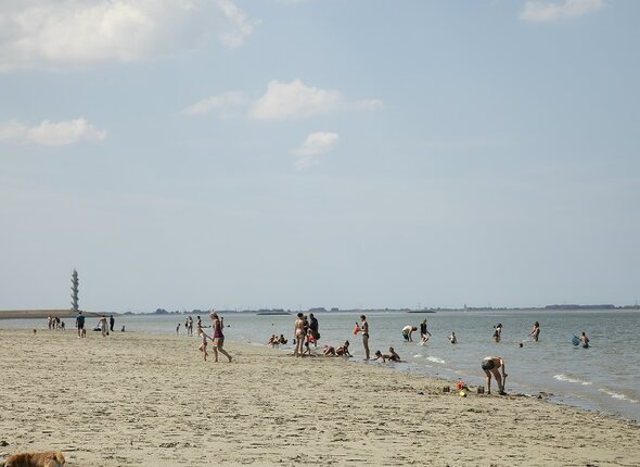 zwemmen westerschelde