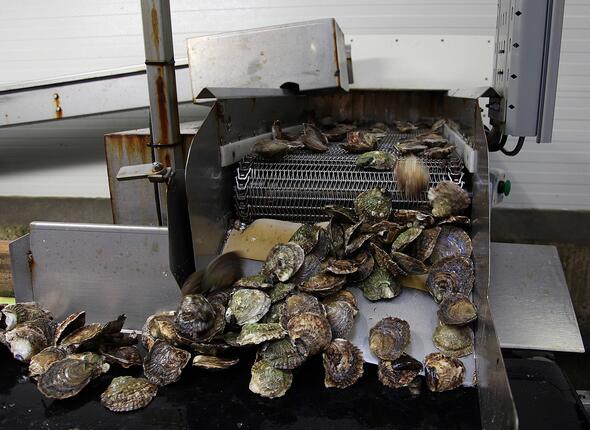Platte Zeeuwse oester op rolband