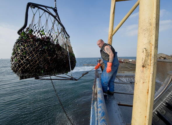 Visser haalt mosselen uit water met net