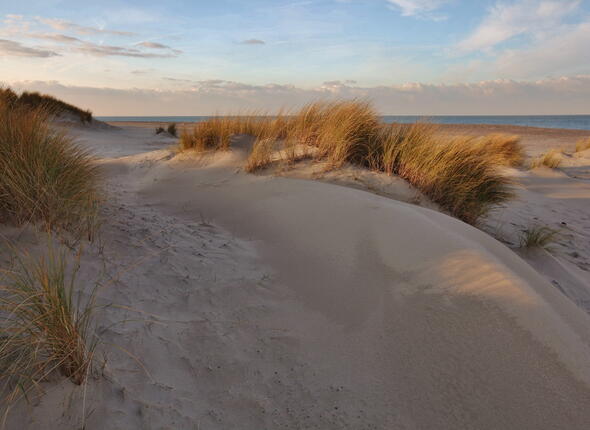 Zeeuwse duinen