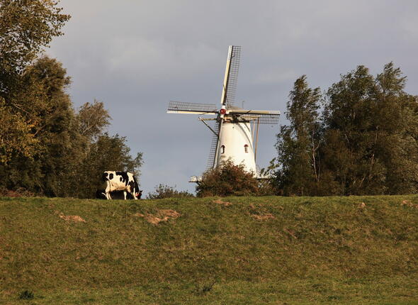Molen in Veere