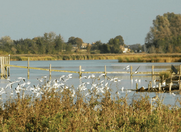 Canisvliet, Groote Gat en Vogelkreek