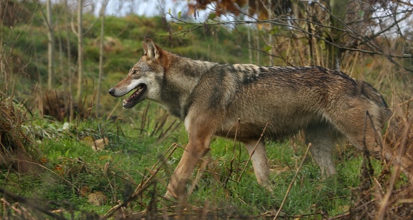 Foto wolf © Leo Linnartz, ARK Natuurontwikkeling