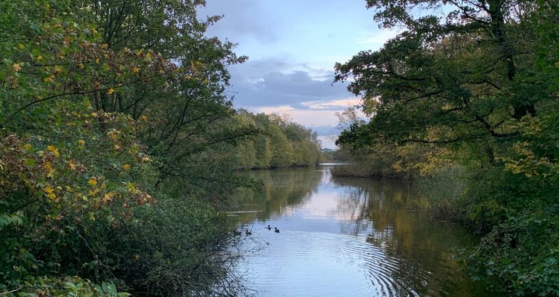 Water met overhangende struiken en bomen