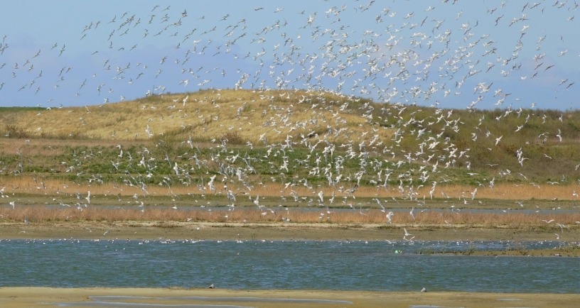 Waterdunen vogels
