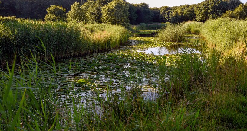 Water vol waterlelies in natuurgebied de Manteling