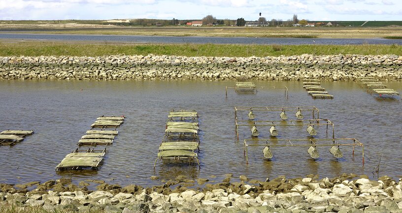 Waterdunen oestergeul, zilte teelt en oesters teelt in het water