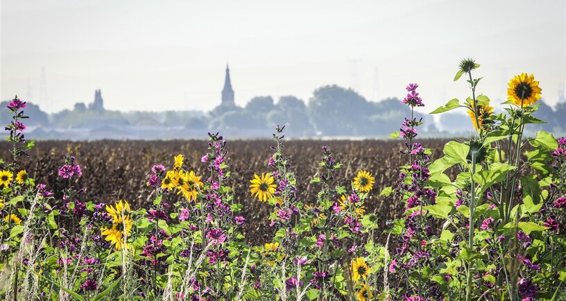 Bloemranden langs een akkerbouwperceel