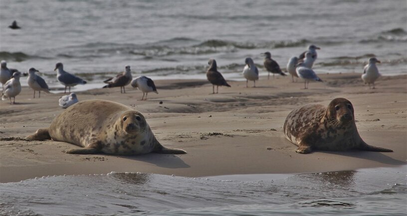2 Zeehonden op een zandbank
