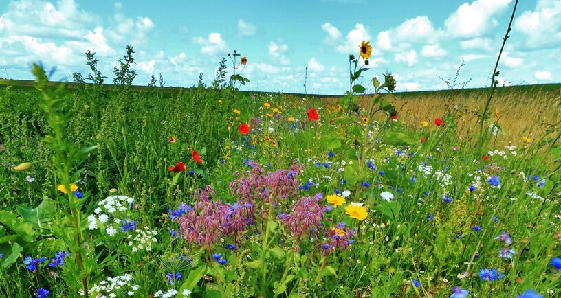Bloemen op agrarische grond