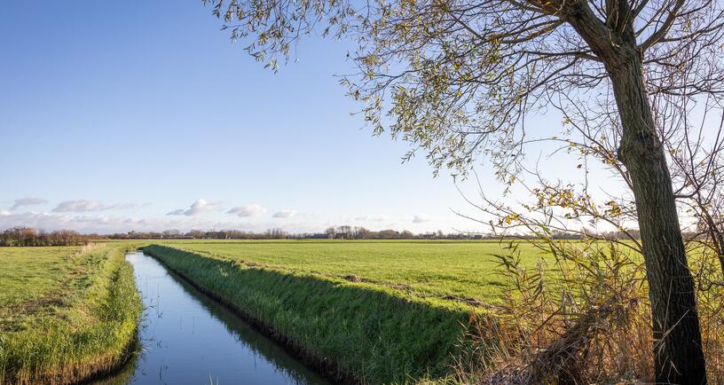 Een Zeeuws weiland met op de voorgrond een boom