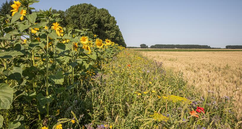 Bloemranden