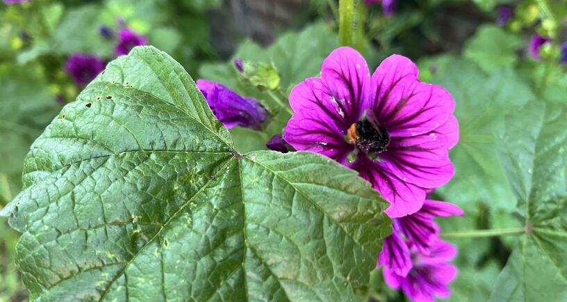 Bloemen