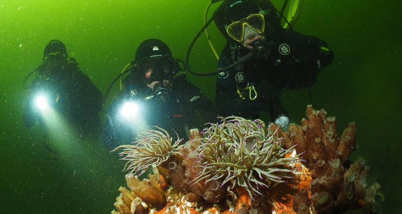 Duikers onder water in het Veerse Meer.