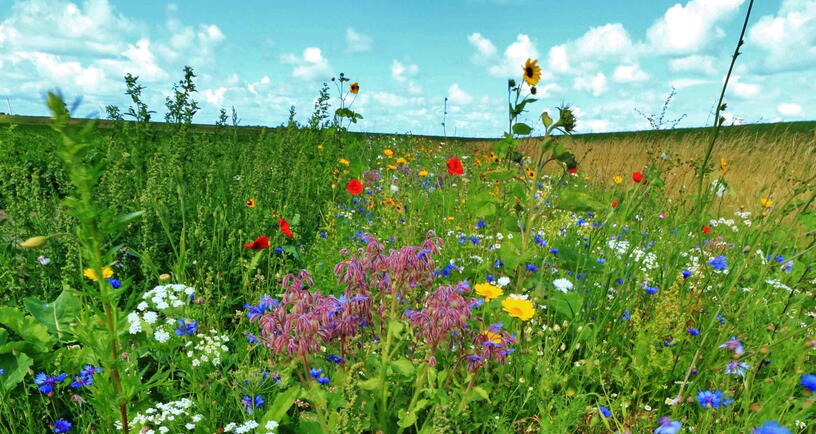 Bloemenranden langs een akkerrand