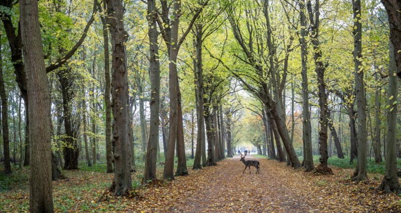 Overstekend wild Natuur en Landschap