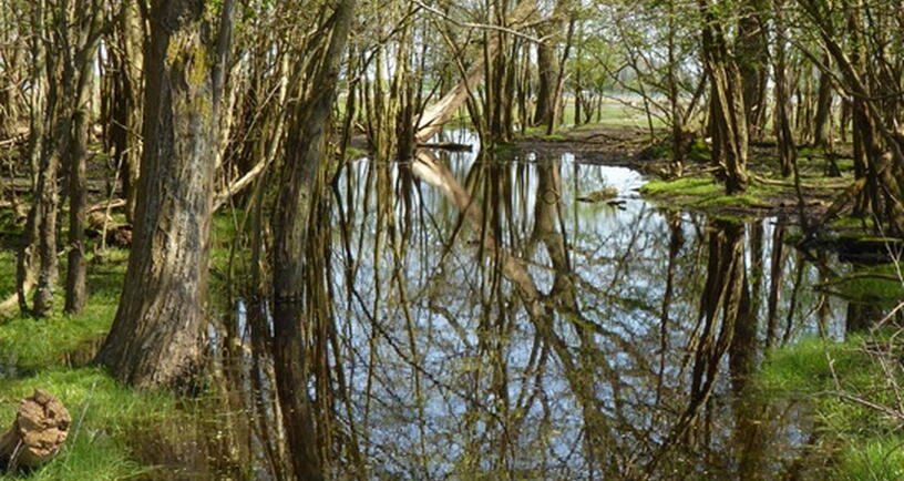 Bomen en water op de Haringvreter Veerse Meer.