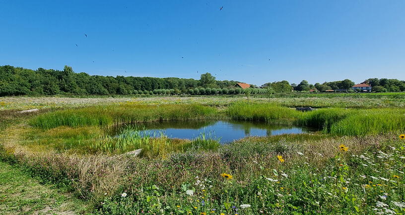 Landbouwgrond met een poel en ingezaaid bloemenmengsel voor agrarische natuur