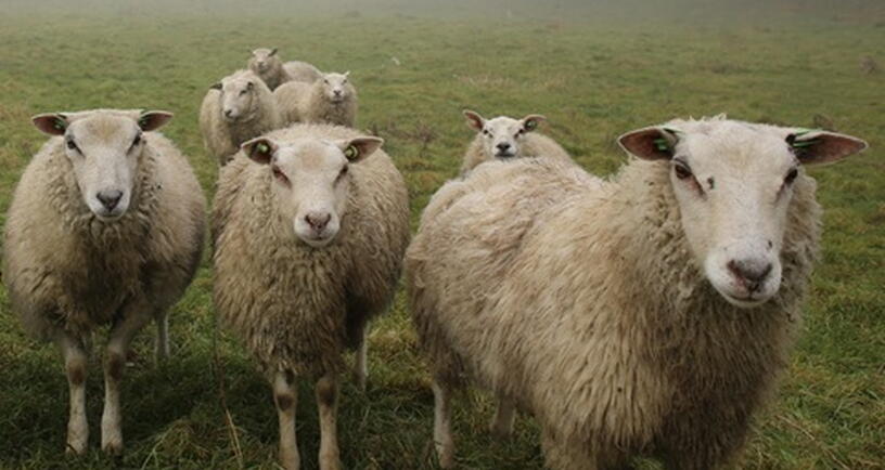 Schapen bij het Veerse Meer. Oogstfeest Wolphaartsdijk.