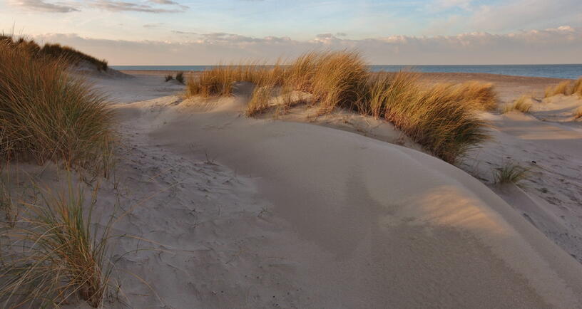 Zeeuwse duinen