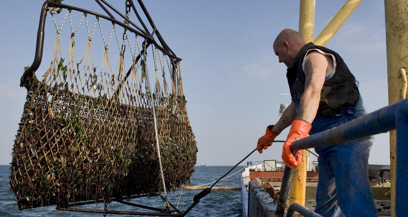 Visserij in Zeeland net met schelpen